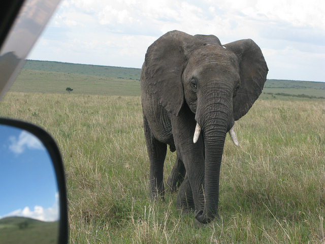 African elephant on savanna